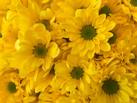 Yellow flowers backgroundの素材
