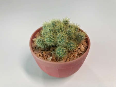 Cactusの素材