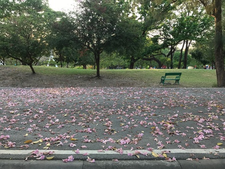 Fallen flower on the roadの素材