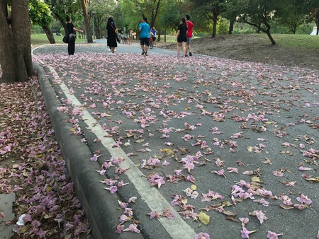 Fallen flower on the roadの素材