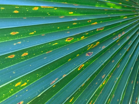Palm leaf texture