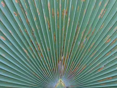 Palm leaf textureの素材