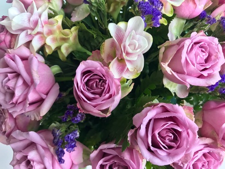 Purple Rose backgroundの素材