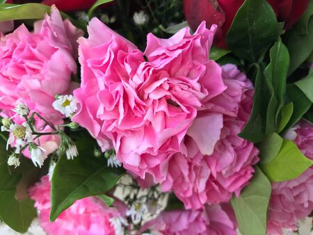 Carnation flower decorationの素材