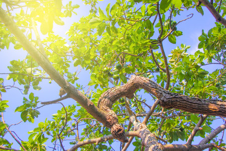 closeup, old avocado tree trunk with avocado small avocado fruit with sun flair