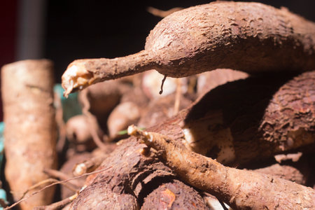 closeup, Cassava root isolated in basket on dark backgroundの写真素材