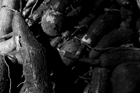 closeup, cassava roots isolated in a basket on a dark, black and white background