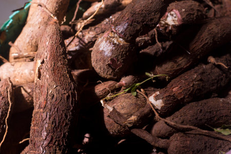selective focus, cassava root isolated from indoor sunlight. world food day concept, food crisisの写真素材