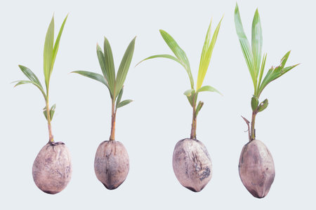 four coconut tree buds, on a white background