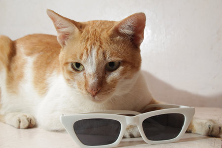 orange cat pose while holding white sunglasses in a cute style