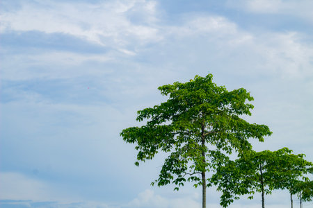 landscape trees negative space sky backgroundの写真素材