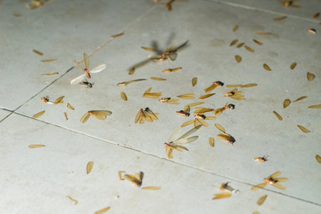 selective focus of dead termites or moths on the floor appearing when there is light at night