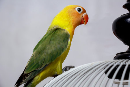 lovebird bird is very beautiful