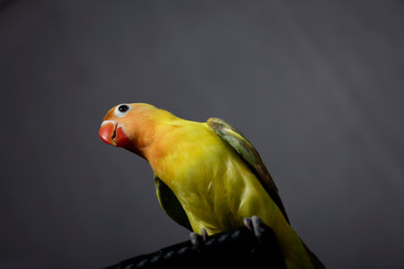 closeup, lovebird bird is very beautiful