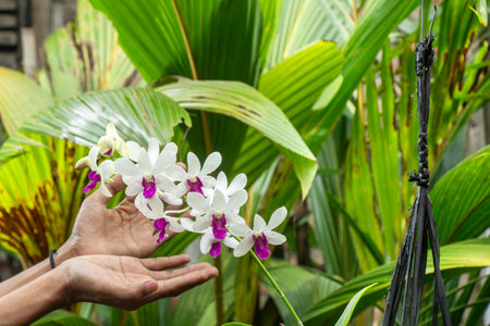 male hands tending to white and purple orchids hanging in the yard against a background of palm leavesの写真素材