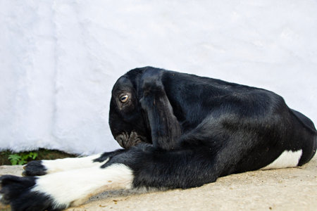 side closeup from below, young black and white striped goat relaxing on the floor and scratching its body against a white backgroundの写真素材