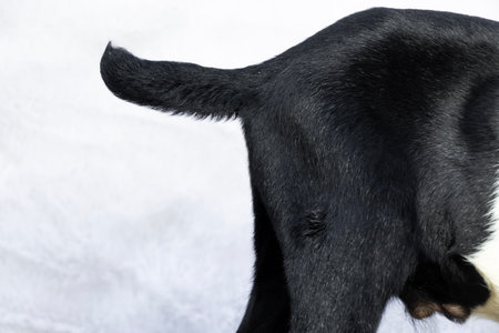 tail of young male goat with black fur, body part side view protected by white,の写真素材