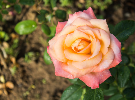 Pink Rose Blooming in Gardenの写真素材