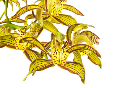 Yellow Orchid Flower isolated on white backgroundの写真素材