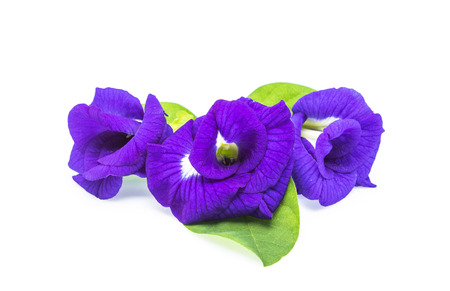 Clitoria ternateaの写真素材