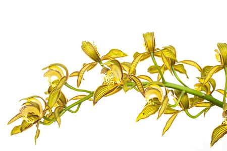 Yellow Orchid Flower isolated on white backgroundの写真素材