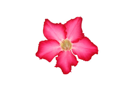 Desert rose flower isolate,on white backgroundsの写真素材