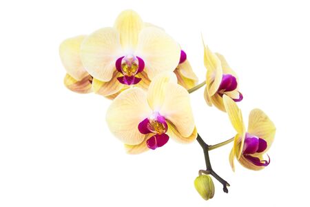 Yellow Orchid Flower isolated on white backgroundの写真素材