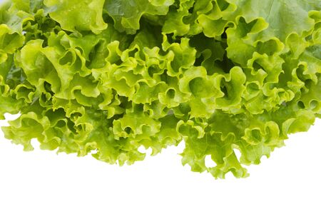 Fresh green lettuce isolated on a whiteの写真素材
