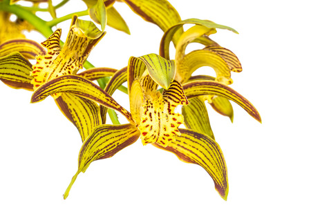 Yellow Orchid Flower isolated on white backgroundの写真素材