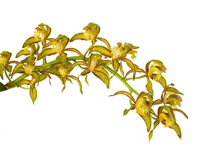 Beautiful yellow orchid on white backgroundの写真素材