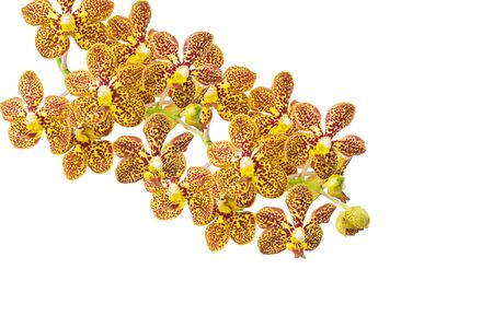 Yellow orchid on a white backgroundの写真素材