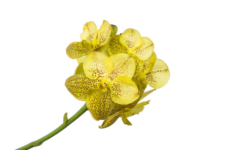 yellow orchid isolated on white backgroundの写真素材