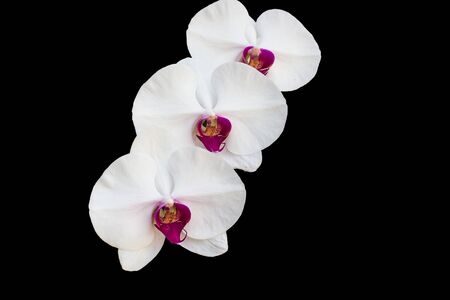 White orchid on a black backgroundの写真素材