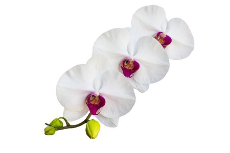 white orchid isolated on white backgroundの写真素材