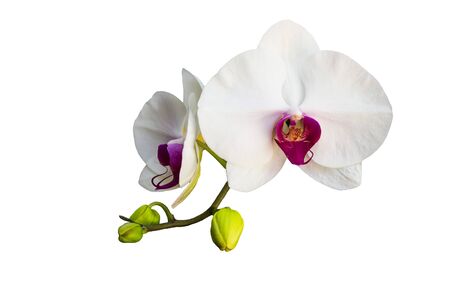 white orchid isolated on white backgroundの写真素材