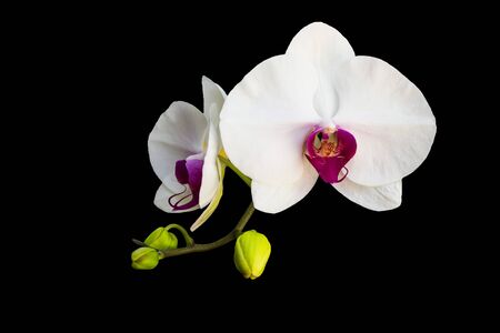 white orchid isolated on white backgroundの写真素材
