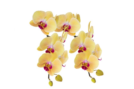 Yellow Orchid Flower isolated on white backgroundの写真素材