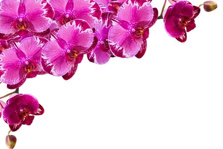 Purple orchid on white backgroundの写真素材