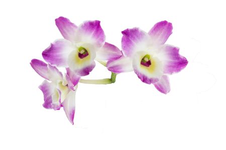 Purple orchid isolated on whiteの写真素材