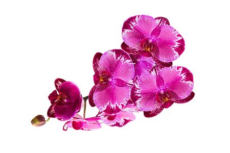 Purple orchid on white backgroundの写真素材