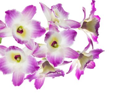 Purple orchid on white backgroundの写真素材
