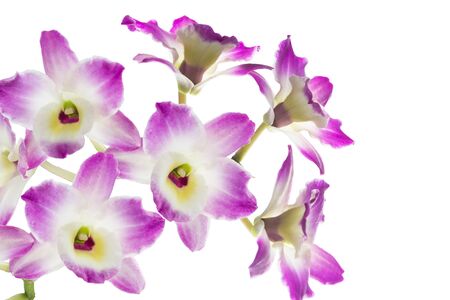 Pink streaked orchid flower, isolatedの写真素材