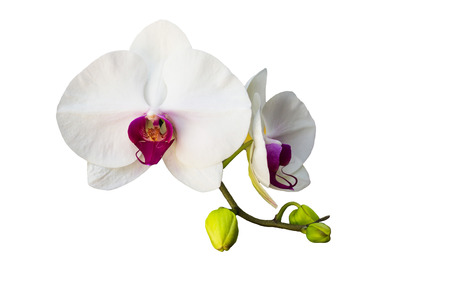 white orchid isolated on white backgroundの写真素材