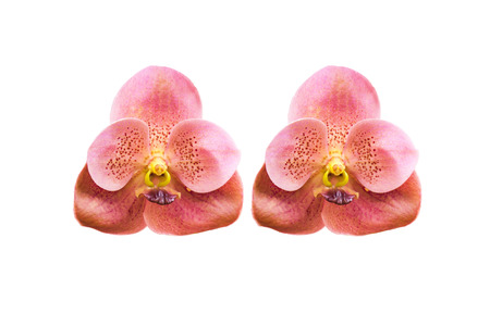 Beautiful orange orchid on white background.の写真素材