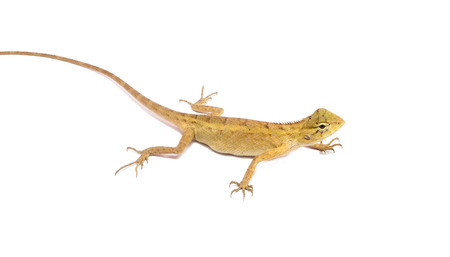 chameleon isolated on white backgroundの写真素材