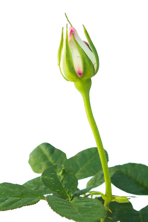 White rose beautiful rose with leaves isolated on white.の写真素材