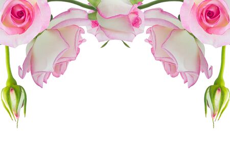 Beautiful pink rose rose with leaves isolated on white.の写真素材