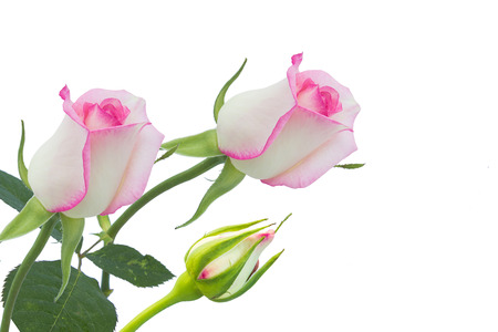 White rose beautiful rose with leaves isolated on white.の写真素材