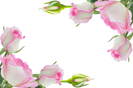 Beautiful pink rose rose with leaves isolated on white.の写真素材