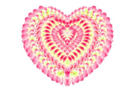 Purple orchid on white backgroundの写真素材